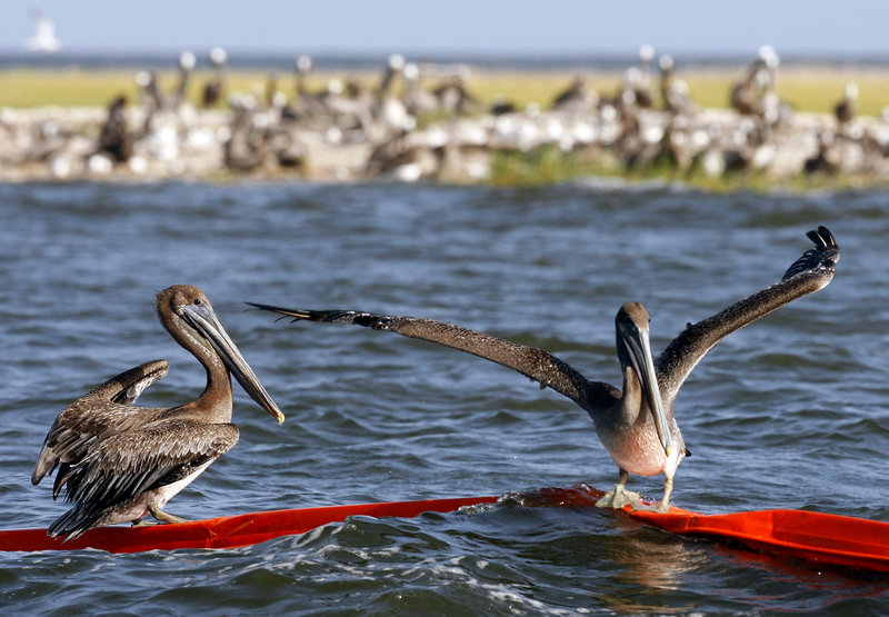 Brown pelicans try to balance on an oil boom near Martin Island in St. Bernard Parish, La., Wednesday. A Caribbean storm moving toward the Gulf of Mexico has a 50-50 chance of becoming a tropical depression or tropical storm, which scientists fear could lead to a new oil disaster.