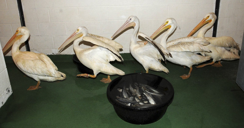 Five American white pelicans rescued from the Gulf oil spill are seen at the Brookfield Zoo in Brookfield, Ill. The birds arrived July 18 and after examinations and a 30-day quarantine period will be placed on permanent exhibit at the zoo’s Formal Pool.