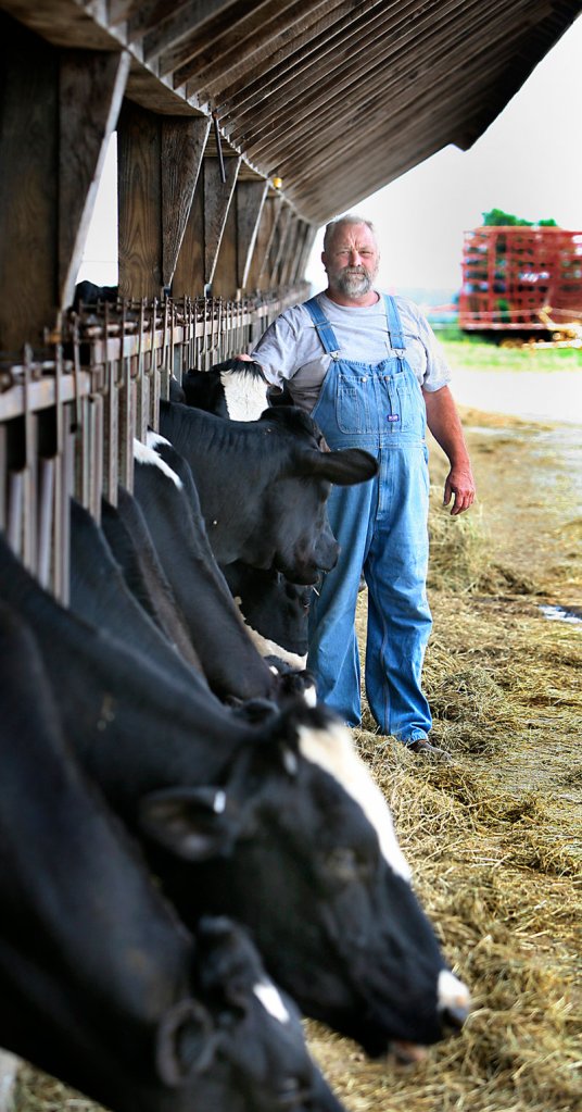 A livestock-shipping permit for Eastport would also benefit dairy farmers like Jay Roebuck, seen here with his Holstein heifers at his farm in Turner on Wednesday. Cattle shipped overseas from Eastport last week spent a 12-hour quarantine period at his farm.