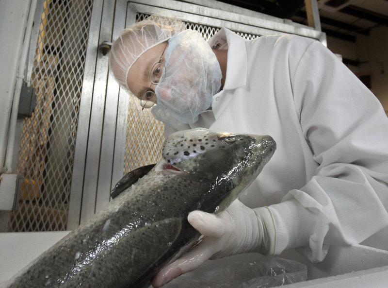 Reporter Ray Routhier inspects a farm-raised salmon at North Atlantic Seafood in Portland.