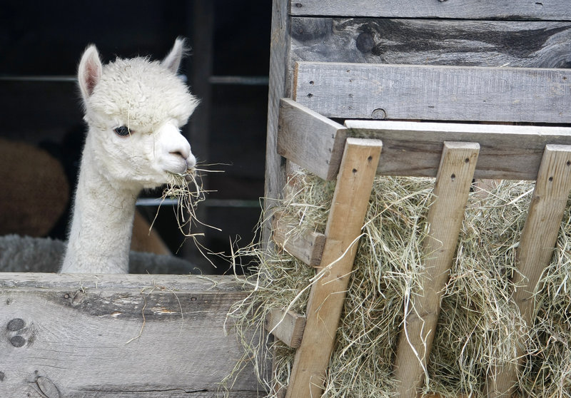 Aurora, a young adult female alpaca, munches a snack at Upper Farm Alpacas in Pownal.