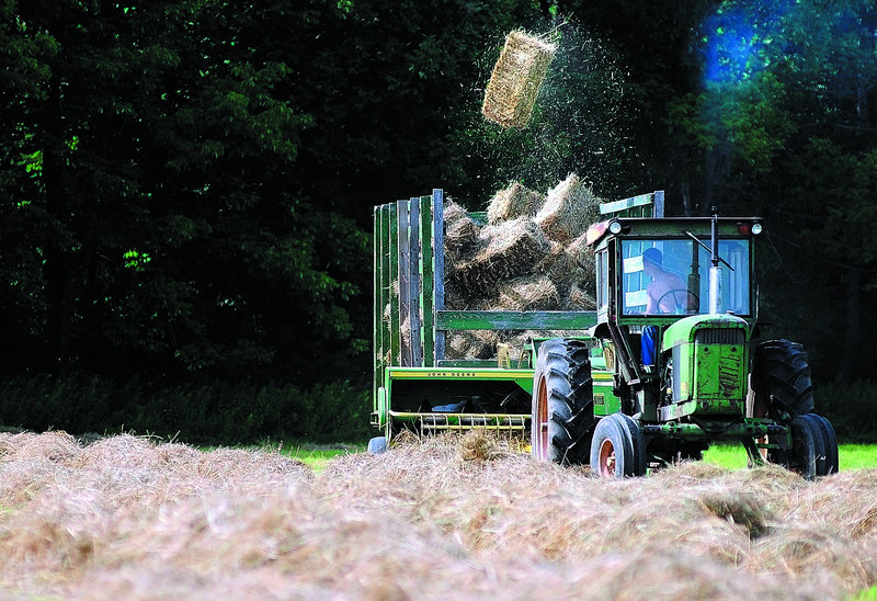 Dylan Fortin looks back as a bale of hay flies into the wagon as he collects hay Friday at Two Loons Farm in China. The hay will be fed to cattle at the organic farm.