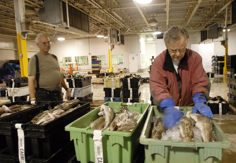 Mike Twiss of Ad-Jon, a fish processing company, looks over the fish before the auction at the Portland Fish Exchange.