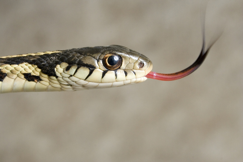 There are no poisonous snakes in Maine, but yes, snakes do have teeth. And beyond that, lets face it, it's simply not pleasant having even a garter snake crawling over your body.