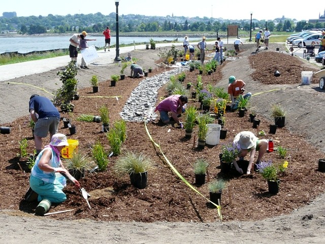 Volunteers and city workers plant Portland’s new rain garden by the Back Cove parking lot recently. It will help combat water pollution.