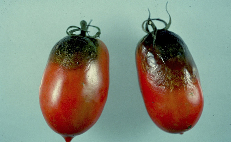 Brown, leathery spots appear on tomatoes on the top and sides. In humid conditions white mold will also form.