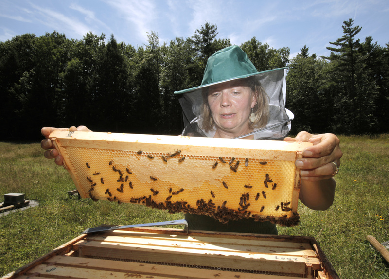 Erin Forbes keeps about 70 hives in Portland and Falmouth, comprising about 4.2 million bees.