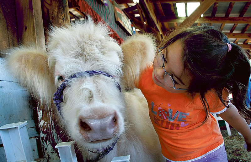 Elysia Elskamp, 10, of Sanford says hello to Sylvia, a Scottish Highlander calf owned by Winn Farm in Newfield, at the Acton Fair on Saturday.
