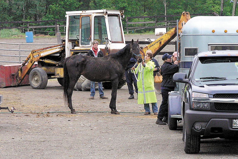 Brett Ingraham, owner of Fair Play Farm in Clinton, watches June 3 as state animal welfare agents seize horses from his farm. Ingraham now faces charges of animal cruelty in connection with the horse farm.