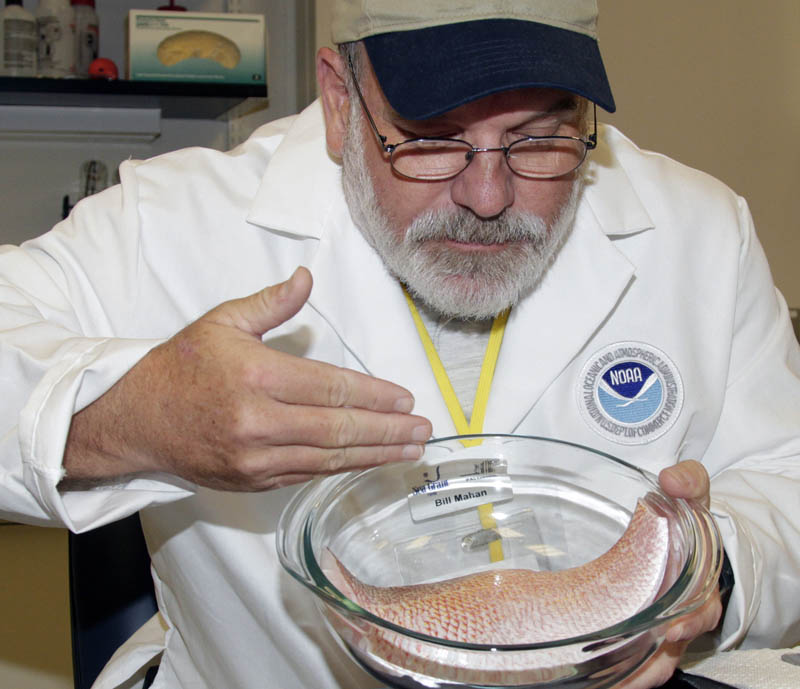 In this file photo, William Mahan of the University of Florida demonstrates how to smell for taint in seafood as he moves the air across a red fish filet at NOAA's seafood inspection program in Pascagoula, Miss.