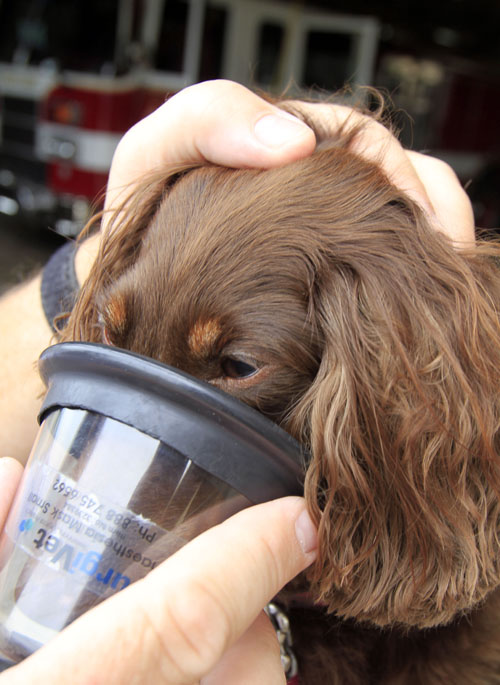 A pet oxygen mask is placed on a dog during a demonstration by a member of the Portland Fire Department recently.