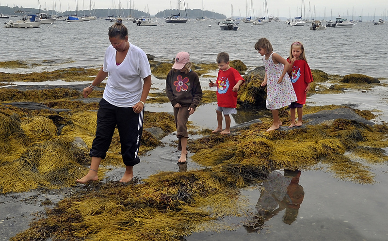 Amy Freese of South Portland walks carefully Monday while visiting Falmouth Town Landing with her children and their friends so they can look for crabs, periwinkles and other marine life. Behind Freese, from left, are Laura Lefebvre, 8, Lucas Lefebvre, 6, Emily Freese, 8, and Abigail Freese, 6.