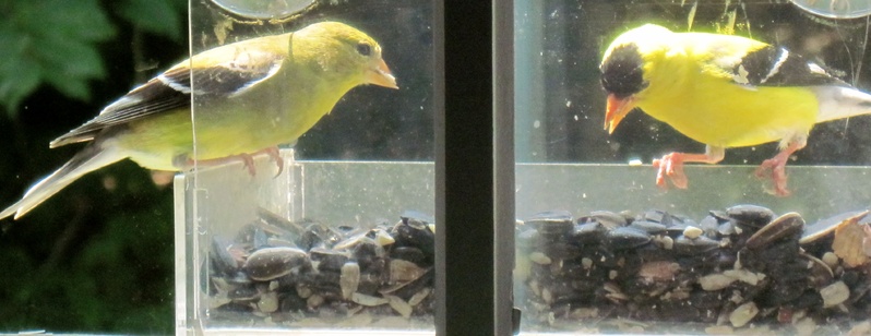A goldfinch pair eate breakfast at a window feeder in Falmouth. Cheryl Gillespie, who took the photo, says they have "returned to us for several summers now."