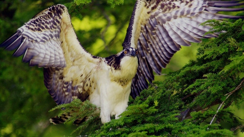 A juvenile osprey tests its wings in West Bath. A committee of the American Ornithologists’ Union decided to classify ospreys in a separate family from New World hawks, kites and eagles.