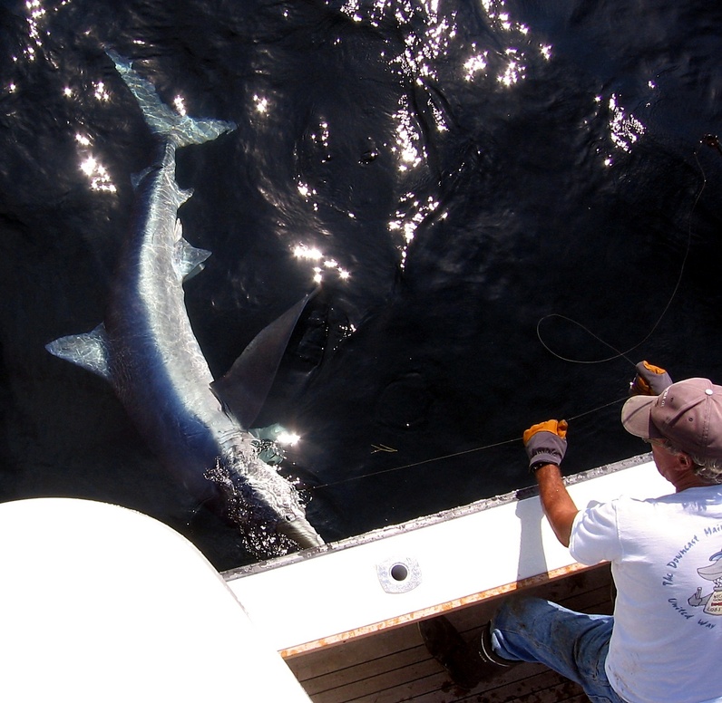 Captain Cal Robinson uses a gloved hand to handle the wire leader as he prepares to release a blue shark in the Gulf of Maine.