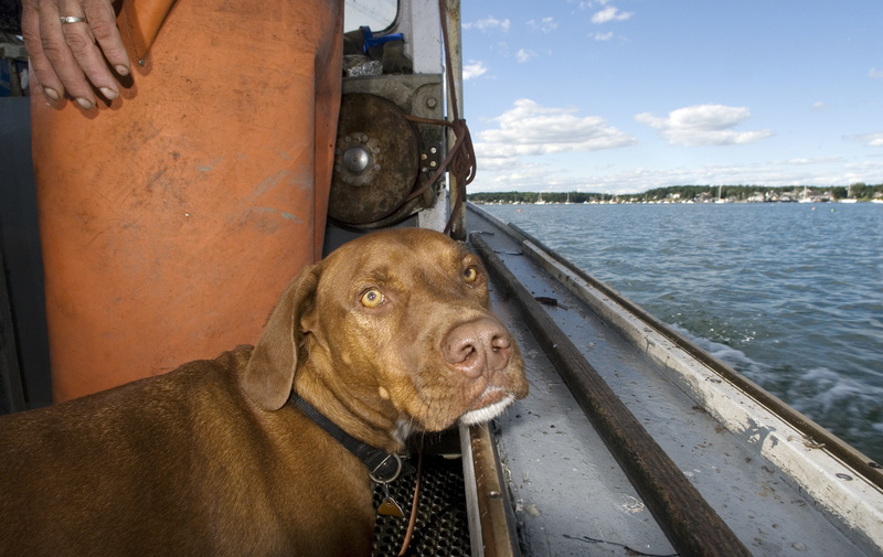 Red and his owner, Gary Libby of Port Clyde, head to shore after a recent day of lobstering. Red, with the backing of his hometown chamber of commerce, will be one of six contestants in the World Championship Boatyard Dog Trials in Rockland on Aug. 15.