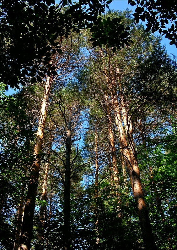 An impressive stand of red pine is part of 521-acre Dodge Point preserve.