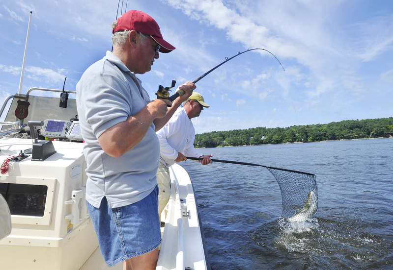 Harris nets a striper reeled in by his client, Ray Paradis, on the Kennebec River, which is still considered a destination striper fishery.