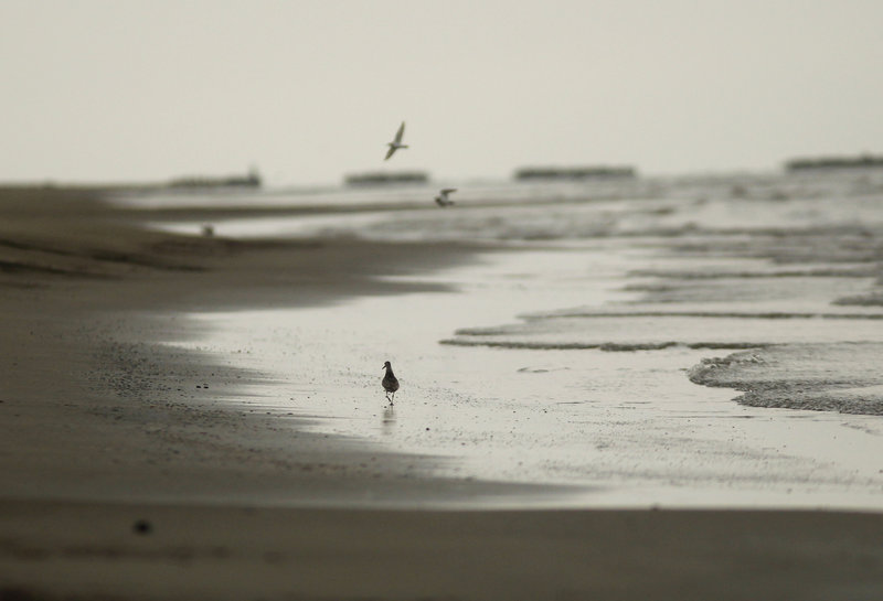 Beaches in Grand Isle, La., were reopened to the public Tuesday for the first time since they were closed in the aftermath of the Deepwater Horizon oil spill. A portion of the Gulf of Mexico off the Florida Panhandle was also reopened for commercial and recreational fishing.