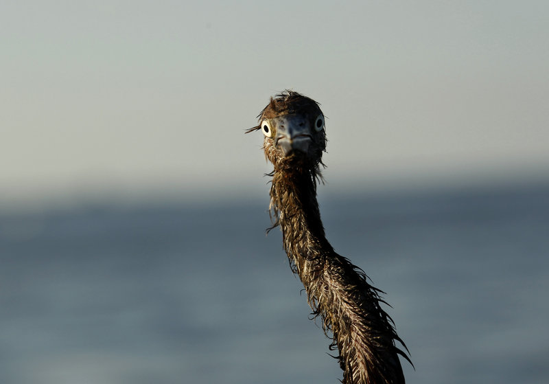 A heavily-oiled bird awaits treatment after being contaminated in the BP oil spill. Some people are hopeful that the area will recover faster than thought possible.