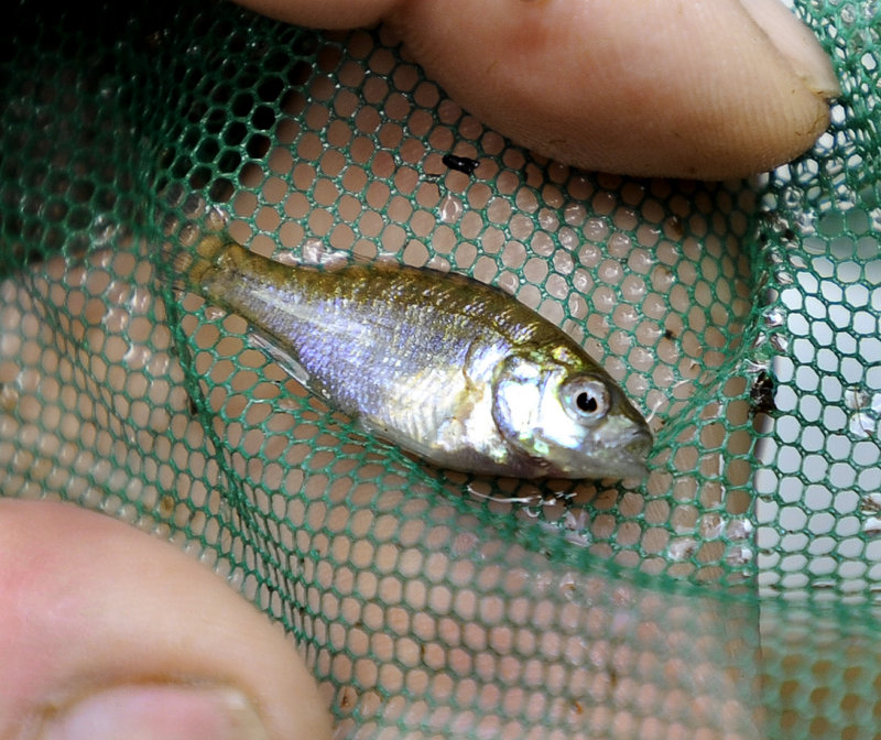 Cichocki finds a tiny sunfish he netted from the brook.
