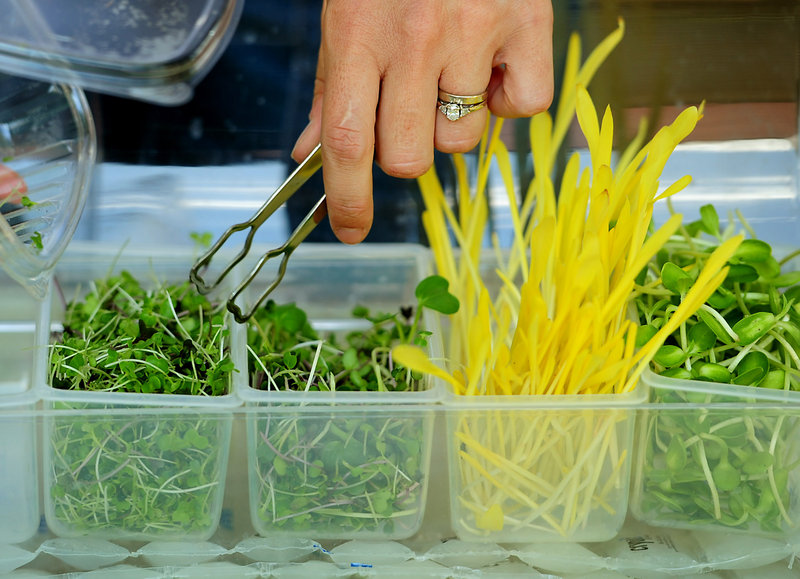 Kate Brun tends, from left, a mix of mustard, broccoli, cabbage and cauliflower; another mix of radish, broccoli, cabbage and cauliflower; popcorn shoots; and sunflower shoots.