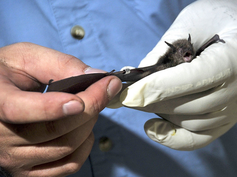 David Yates, a biologist with the BioDiversity Research Institute in Gorham, checks a tag he just put on a little brown bat he netted in Cape Elizabeth on a recent night for research purposes.