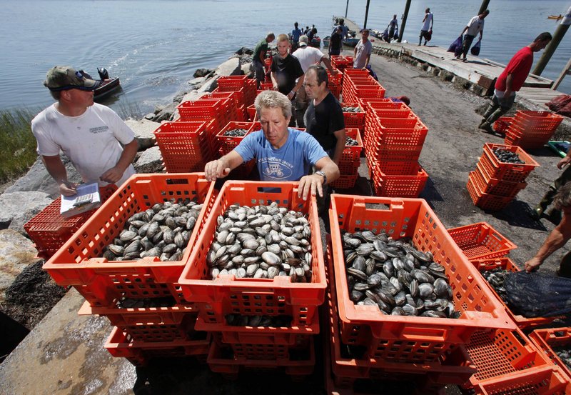 Clam digger Joe Delano, center, loads his clams onto a dealer’s truck in Freeport.