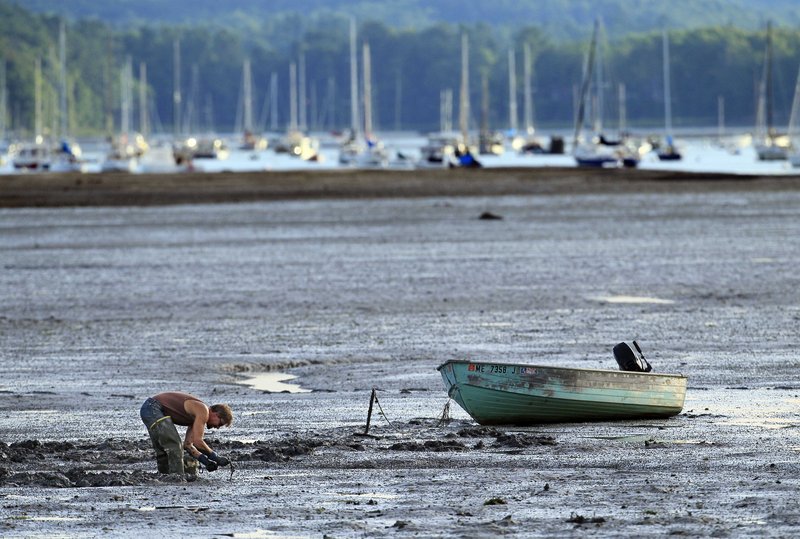 A clam digger works on a mud flat at low tide in Freeport. Predictions of widespread red tide outbreaks this summer in New England waters never materialized.
