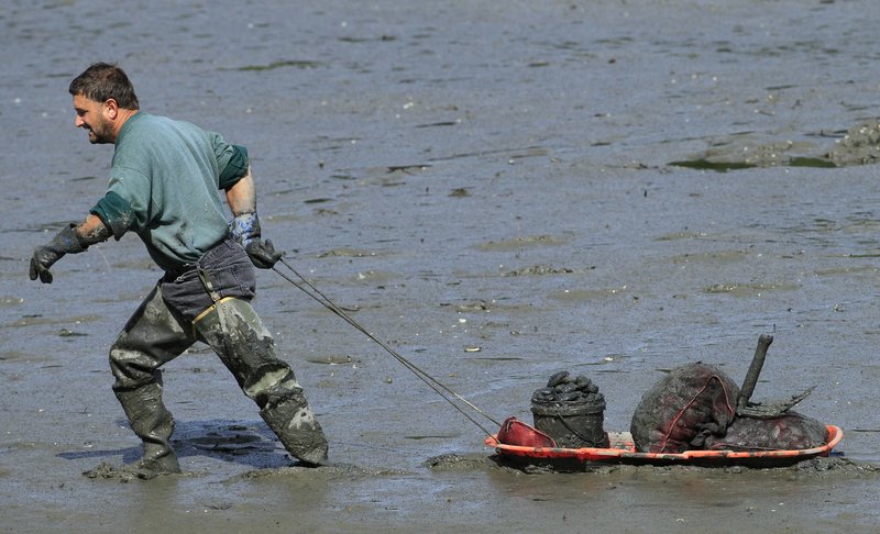 Ronnie Grant hauls a sled loaded with clams that he dug on a mud flat in Freeport.