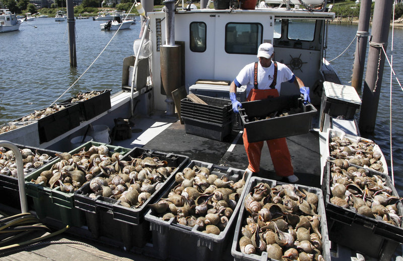 Yuliyan Bodurov unloads containers of conch from the Peggy B on July 2 in Wychmere Harbor, Harwich, Mass.