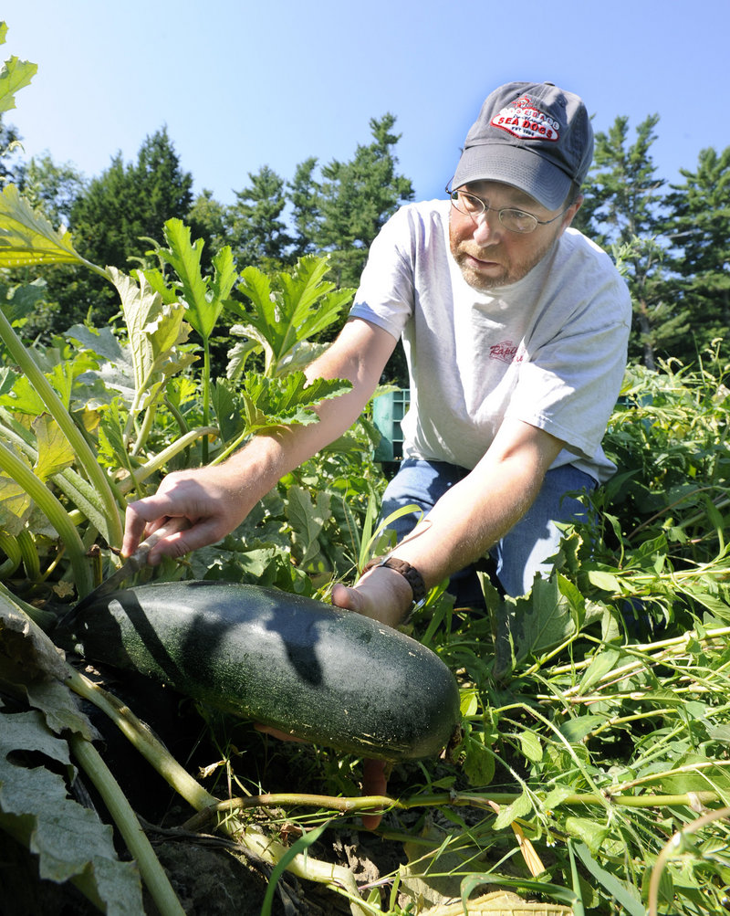 Ray Routhier picks a zucchini at Snell Family Farm in Buxton. It was fun to find large squashes, but the farm owner told him customers want smaller ones.