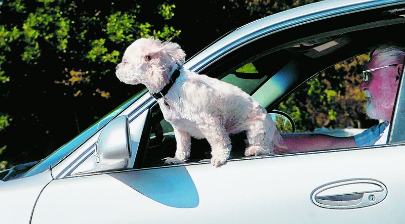 About two-thirds of dog owners surveyed by AAA say they routinely drive while petting or playing with their dogs, sometimes even giving them food or water.