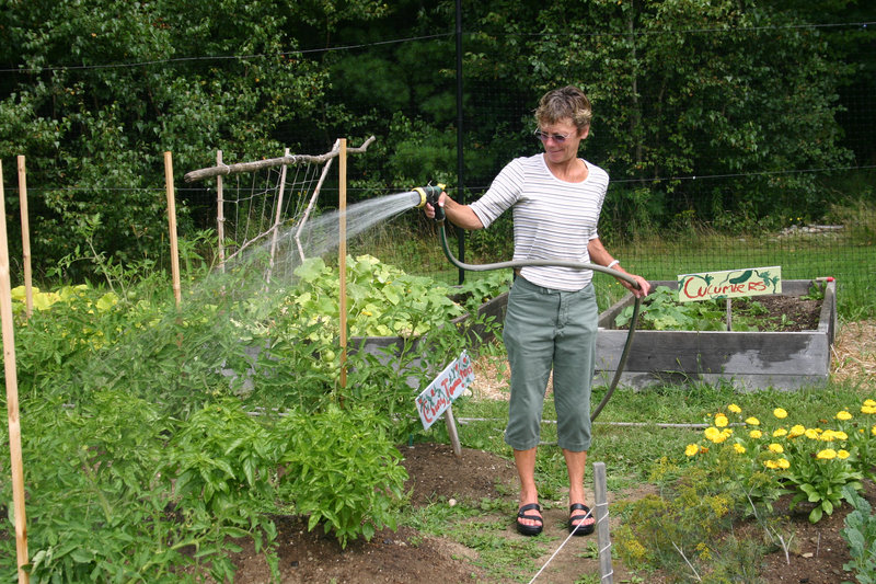 Avery Yale Kamila/Staff Writer Susan Stowell, who is the nutrition coordinator for Yarmouth Elementary School, waters basil in the school garden. The basil soon will be transformed into pesto and used on pizza.