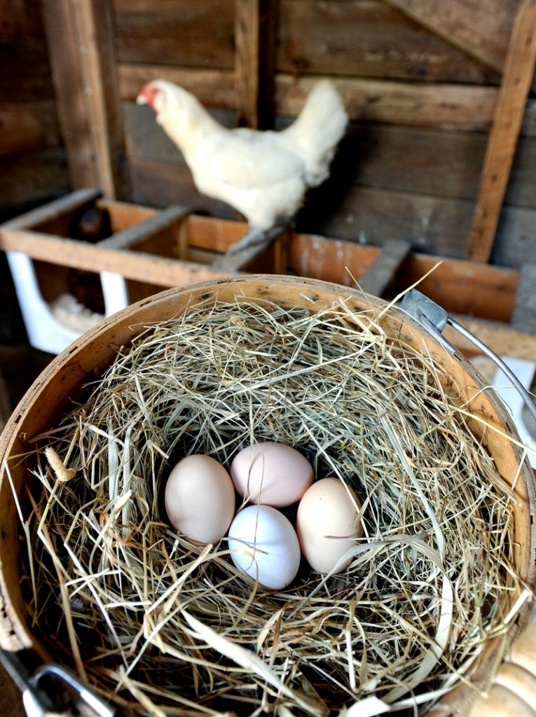 These eggs at the Christmas Farm in Buxton will be sold directly to consumers.