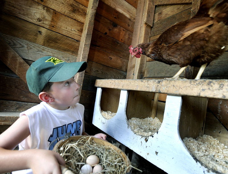 Isaac Randall, 8, collects some of the two dozen eggs produced each day at his family’s Christmas Farm in Buxton. Salmonella outbreaks in the 1980s led Maine to create tough programs to guard against contamination.