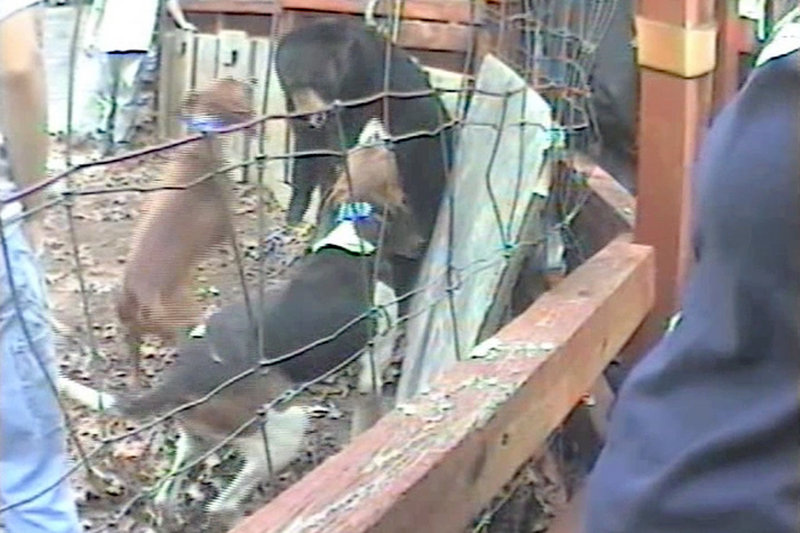 In this video image, dogs bark at a captive bear in Spartanburg, S.C. Bear baying, a training method for hunting dogs, is allowed only in South Carolina in the U.S.