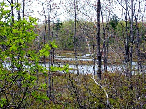 Cranberry Marsh North supports several species of rare plants and animals, including the spotted turtle. The easement will keep the land open to the public and prohibit development.