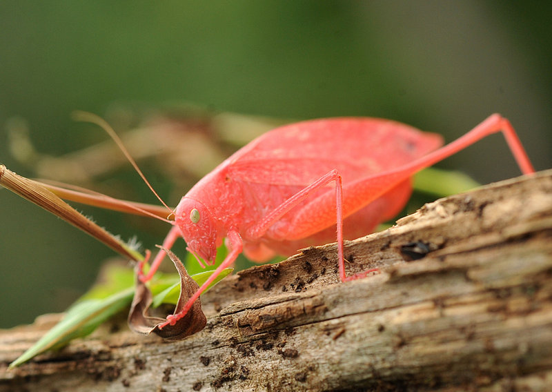 A rare pink katydid crawls in a yard in Springfield Township, Pa., Wednesday.