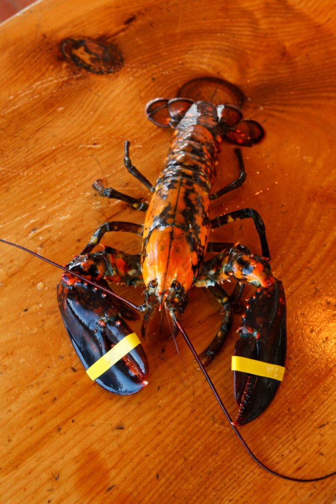 Larry and Crystal Dunne of Saco caught this calico lobster off the coast of Cape Elizabeth a few days ago. It is being kept at the Portland Lobster Co. in Portland, with orders not to eat it, while the Dunnes look for a home for it.