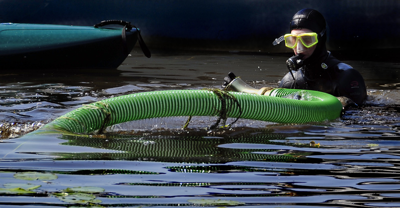 Mike Vieira, who works as a diver for the McVety Milfoil Removal Co., stuffs surface milfoil into the special vacuum hose of a milfoil-harvesting machine after coming up for a break from removing milfoil from Sebago Lake in Naples on Tuesday.