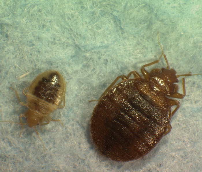 This photo provided by Virginia Tech Department of Entomology shows mother and child bedbugs.