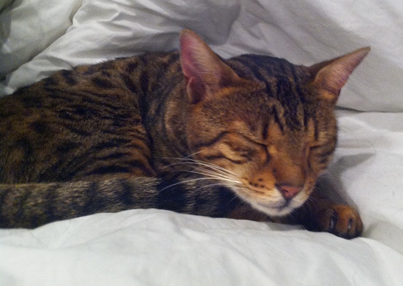 Kaden, a Bengal house cat, was missing for nearly three weeks.