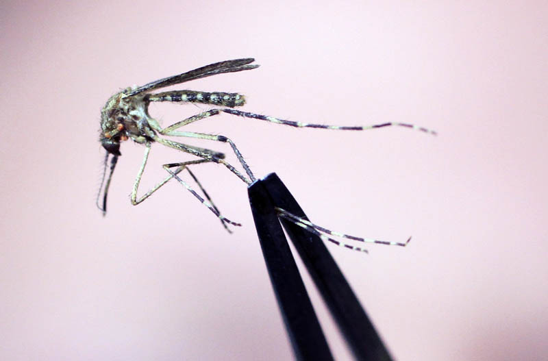 A Cattail mosquito is held up for inspection at the Maine Medical Center Research Institute in Scarborough. Cattail mosquitoes can transmit Eastern equine encephalitis and West Nile virus to humans.