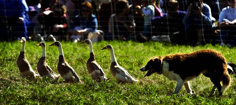 The Common Ground Country Fair, a celebration of all things agricultural, including sheepdog competitions, runs Friday through Sept. 26 at the Common Ground Fairgrounds in Unity.