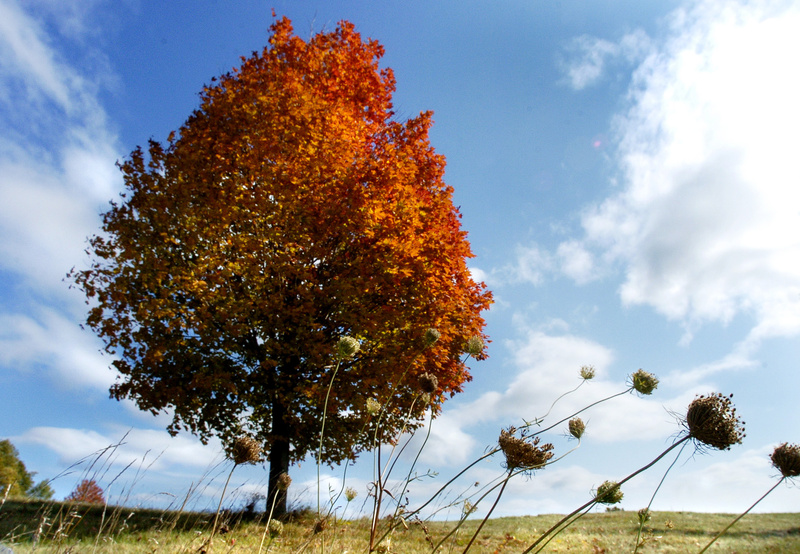 A maple tree's fiery colors glow in the afternoon sun of a Pownal field. John Ewing