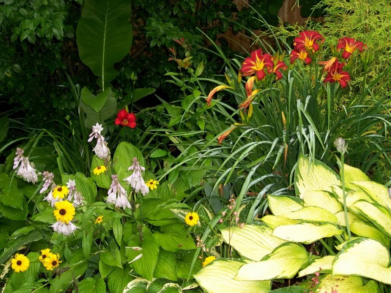 Red day lilies, rudbeckia and hosta.