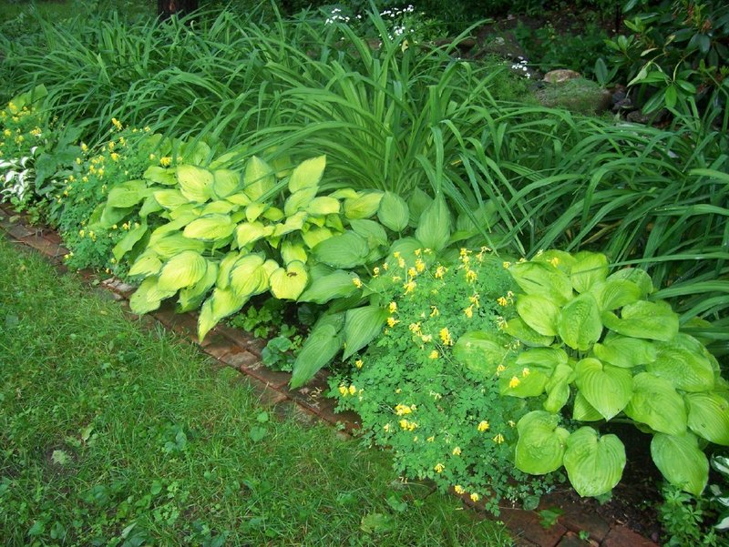 A line of different-colored hostas in front of a mass of day lilies.