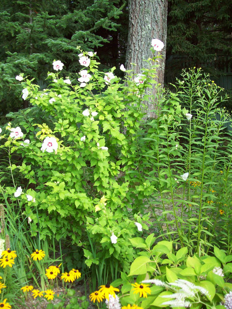 This garden includes anemone, rudbeckia and hosta – a real mix of colors and textures.