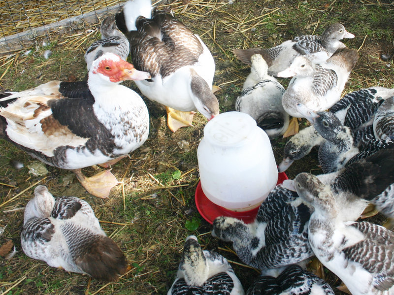 Muscovy ducks of various ages cluster around the watering canister at the Fernandes-Whitten home in Cape Elizabeth.